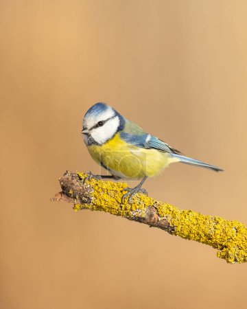 Photo for Bird - Blue Tit Cyanistes caeruleus perched on tree - Royalty Free Image