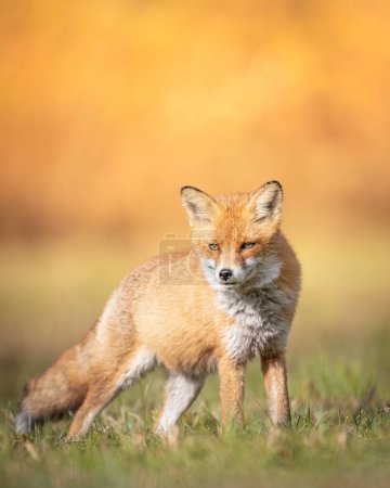 Photo for Red Fox Vulpes vulpes in autumn scenery, Poland Europe, animal walking among green meadow in amazing warm light - Royalty Free Image