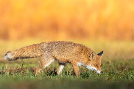 Photo for Red Fox Vulpes vulpes in autumn scenery, Poland Europe, animal walking among green meadow in amazing warm light - Royalty Free Image
