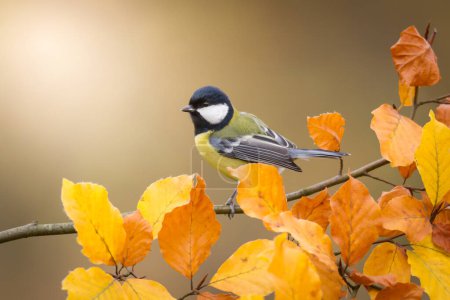 Photo for Colorful great tit Parus major perched on a tree trunk, photographed in horizontal, autumn time, amazing autumn leaf color - Royalty Free Image