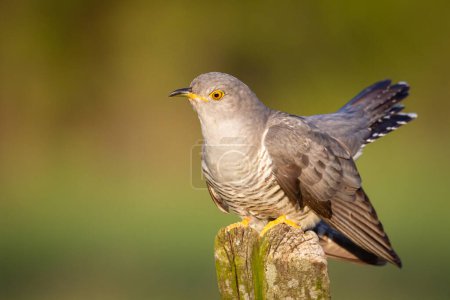 Photo for Cuckoo, Cuculus canorus, single bird - male on green background - Royalty Free Image