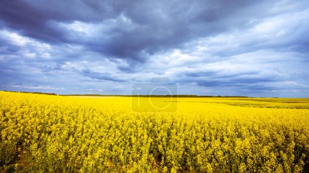 Photo for Photo shows a beautiful blue sky with clouds over rape field. Landscape, Poland, Europe - Royalty Free Image