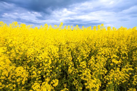Photo for Photo shows a beautiful blue sky with clouds over rape field. Landscape, Poland, Europe - Royalty Free Image