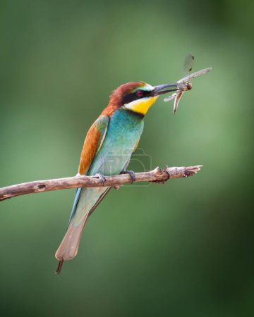 Photo for European Bee-Eater Merops apiaster perched on Branch near Breeding Colony. Wildlife scene of Nature in Northern Poland - Europe - Royalty Free Image