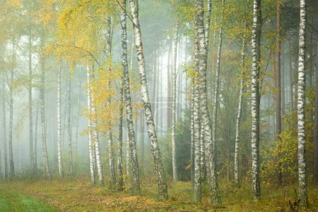 Photo for Misty autumn forest. Early autumn in misty forest. Morning fog in autumn forest Poland Europe, birch trees - Royalty Free Image