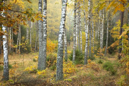 Photo for Misty autumn forest. Early autumn in misty forest. Morning fog in autumn forest Poland Europe, birch trees - Royalty Free Image