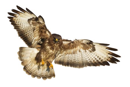 Aves de rapiña - Buitre común Buteo buteo volando, pájaro halcón, pájaro depredador cerca de aves voladoras aisladas sobre fondo blanco