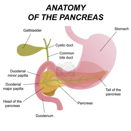 Foto de Ilustración médica de la ubicación de los órganos internos, páncreas y duodeno en el cuerpo humano - Imagen libre de derechos