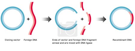 Illustration for Gene cloning. Plasmids and Recombinant DNA. - Royalty Free Image
