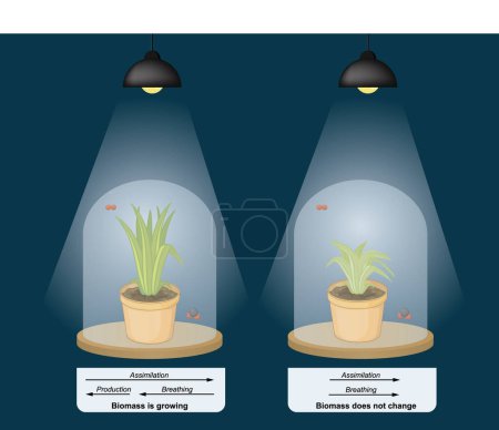 Illustration for Greenhouse effect. Variation in the growth response of plants to an elevated ambient CO2 concentration. Glass - Royalty Free Image