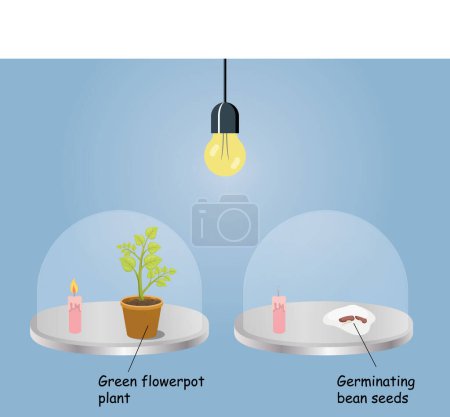 Foto de Experimento de plantas y frijoles en ambiente ligero. ilustración vectorial - Imagen libre de derechos