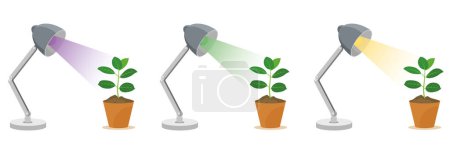Illustration for Biology, Biology experiment, Plant experiment Light media, light environment, plant growth, reaction, result, Next generation, question, for teacher, editable. Light and reflection science course - Royalty Free Image