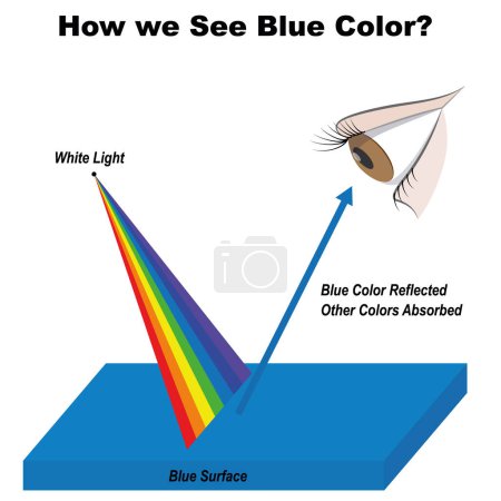 Foto de Física. ¿Cómo vemos el color azul? Diagrama infográfico azul que muestra la luz visible del espectro en la superficie y los colores reflejados o absorbidos por su color. ilustración vectorial - Imagen libre de derechos