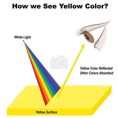 Ilustración de Física. ¿Cómo vemos el color amarillo? Diagrama de infografía amarilla que muestra la luz visible del espectro en la superficie y los colores reflejados o absorbidos por su color. ilustración vectorial - Imagen libre de derechos