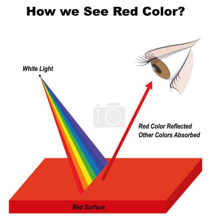 Foto de Física. ¿Cómo vemos el color rojo? Diagrama de infografía roja que muestra la luz visible del espectro en la superficie y los colores reflejados o absorbidos por su color. ilustración vectorial - Imagen libre de derechos
