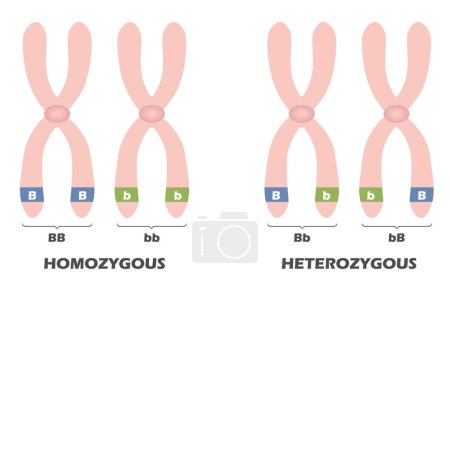 Ilustración de Diagrama de diferencia entre homocigoto y heterocigoto. Ilustración vectorial. - Imagen libre de derechos