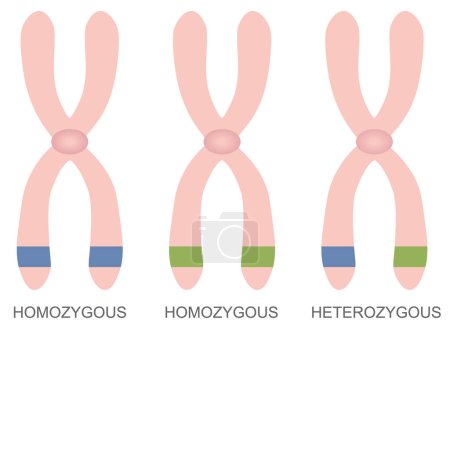 Ilustración de Diferencia entre homocigoto y heterocigoto. ADN, ilustración vectorial. - Imagen libre de derechos