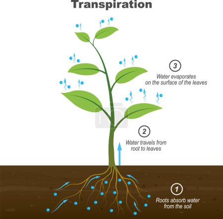 Etapas de transpiración en las plantas. Las raíces de las plantas absorben agua del suelo, y el agua se mueve de la raíz a las hojas y se evapora en la superficie de las hojas. biología ilustración vector