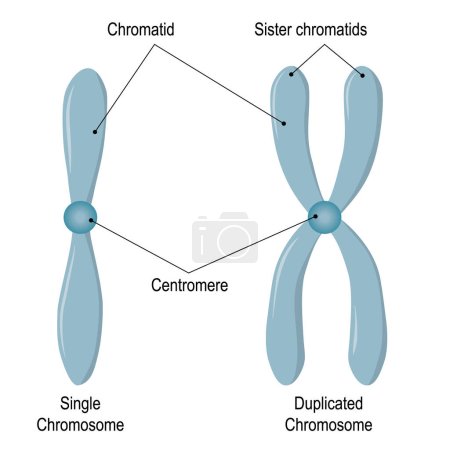 Ilustración de Estructura cromosómica. Cromosomas no duplicados y duplicados. Hermana cromátidas. ilustración vectorial - Imagen libre de derechos