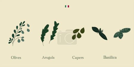 Illustration for Vintage set of different herbs basil capers. Vector illustration - Royalty Free Image
