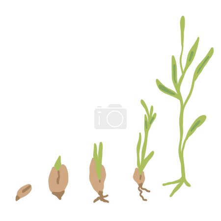 Ilustración de Haga crecer su propia planta de cultivo infografía de plantas de diseño plano a partir de semillas. Ilustración vectorial - Imagen libre de derechos