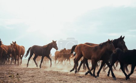 eine Gruppe frei galoppierender Pferde