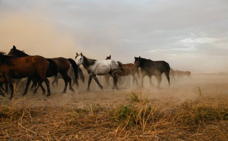 un grupo de caballos galopando libremente