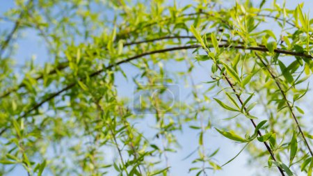 Photo for Willow tree leaves in sunlight - Royalty Free Image