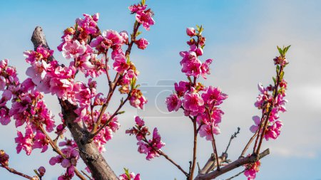 Téléchargez les photos : Fleurs roses sur le fond bleu ciel - en image libre de droit
