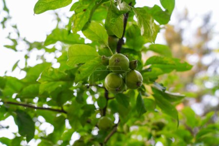 Téléchargez les photos : Branche aux pommes vertes non mûres poussant dans un verger de pommiers, un jour d'été - en image libre de droit