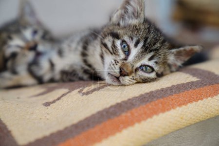 Téléchargez les photos : Chaton gris moelleux à rayures dormantes. Les deux chats sont enroulés sur une couverture ou dans une crèche pour animaux de compagnie, reposant sur une journée chaude, relaxant. - en image libre de droit