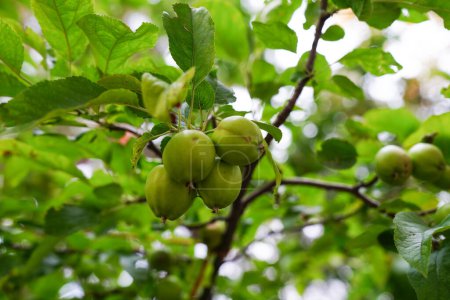 Photo for Branch with green unripe growing apples in an apple orchard, on a summer day - Royalty Free Image