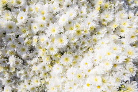 Photo for White daisy flowers background. daisy - Royalty Free Image
