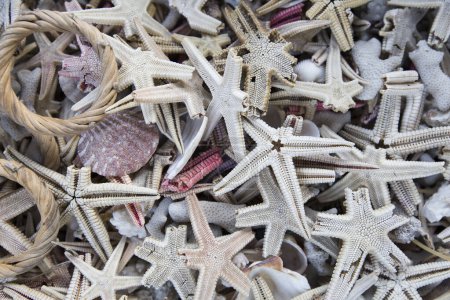 Téléchargez les photos : Fond d'étoile de mer blanche. étoile de mer utilisée pour la décoration - en image libre de droit