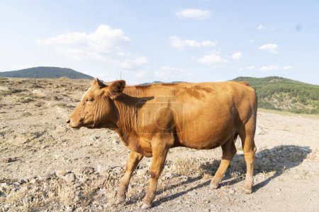 Téléchargez les photos : Vache brune dans la prairie de montagne - en image libre de droit