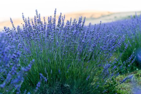 Téléchargez les photos : Lavender bushes on the field - en image libre de droit