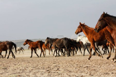 Foto de Paisaje de caballos salvajes corriendo al atardecer con polvo en el fondo
. - Imagen libre de derechos