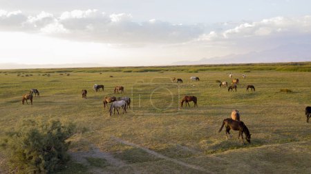 Téléchargez les photos : Paysage de chevaux sauvages pâturent sur le terrain - en image libre de droit