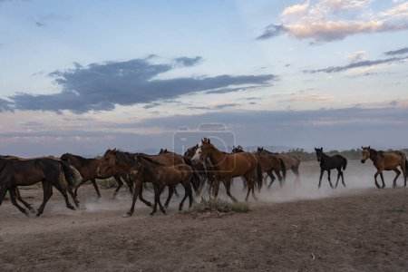 Téléchargez les photos : Paysage de chevaux sauvages courant au coucher du soleil avec de la poussière en arrière-plan - en image libre de droit