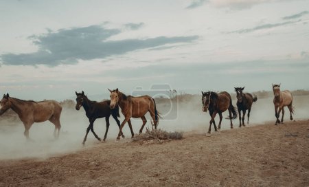 Foto de Paisaje de caballos salvajes corriendo al atardecer con polvo en el fondo - Imagen libre de derechos