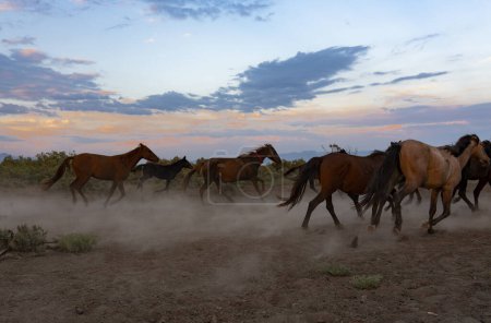 Photo for Landscape of wild horses running at sunset with dust in background - Royalty Free Image