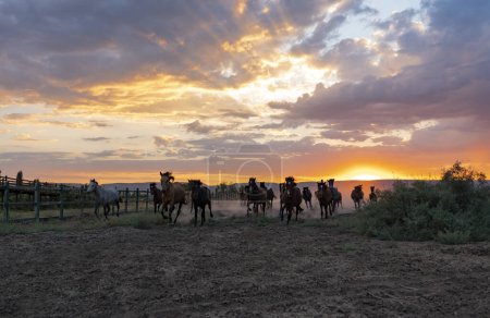 Téléchargez les photos : Paysage de chevaux sauvages courant au coucher du soleil avec de la poussière en arrière-plan - en image libre de droit