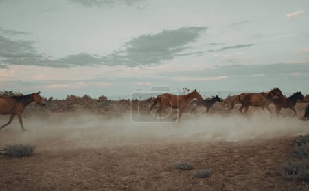 Foto de Paisaje de caballos salvajes corriendo al atardecer con polvo en el fondo - Imagen libre de derechos