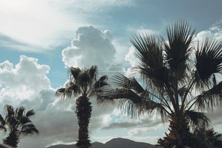 Foto de Vista del cielo azul y palmeras desde abajo, estilo vintage, playa tropical y fondo de verano, concepto de viaje. - Imagen libre de derechos