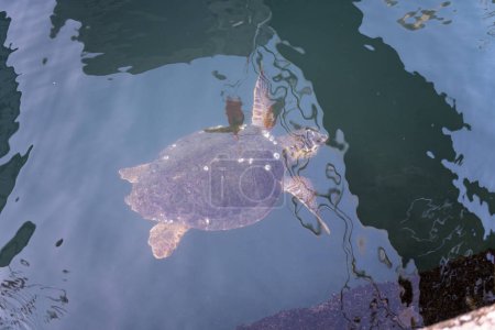 Foto de Tortuga caretta cerca de la superficie del mar para respirar - Imagen libre de derechos