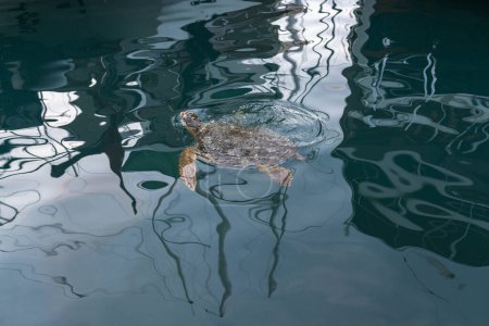 Foto de Tortuga caretta cerca de la superficie del mar para respirar - Imagen libre de derechos
