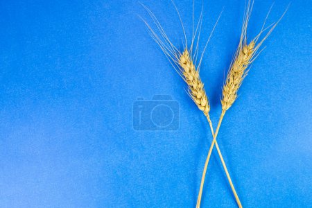 Photo for Wheat ears on blue background, close up - Royalty Free Image