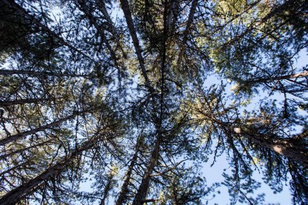 Téléchargez les photos : Arbres dans la forêt d'automne sur fond de nature - en image libre de droit