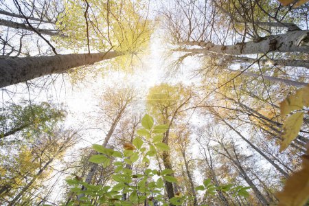Téléchargez les photos : Arbres dans la forêt d'automne sur fond de nature - en image libre de droit