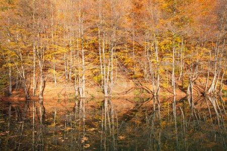 Téléchargez les photos : Forêt d'automne colorée avec reflet des arbres dans l'eau - en image libre de droit